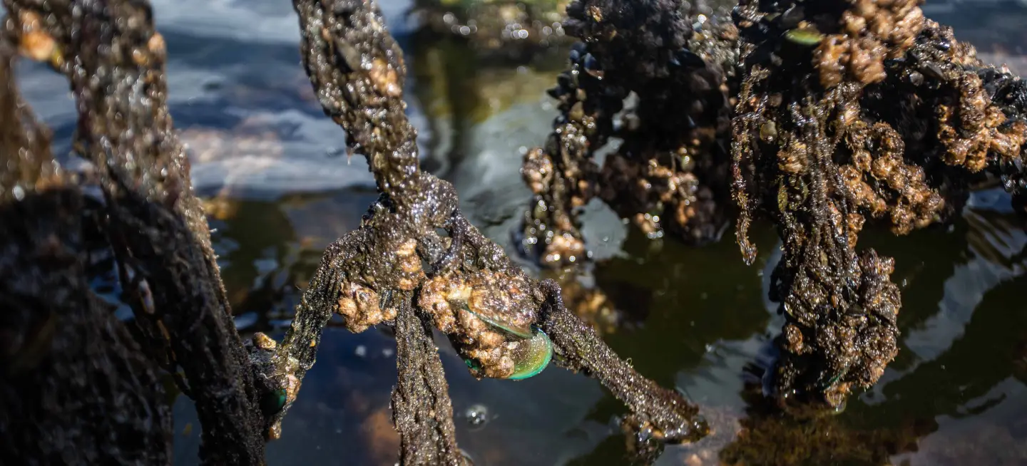 A small mussel growing near the sea