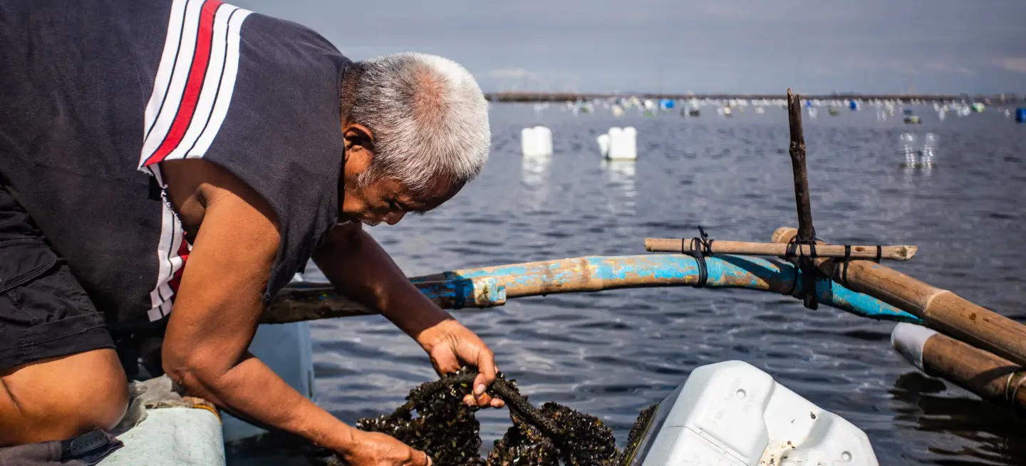 A man, Ricardo Bagonggong, harvesting mussels