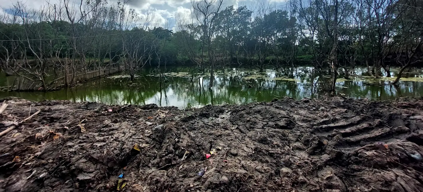 A swampy area with leafless trees, mud, and green stagnant water