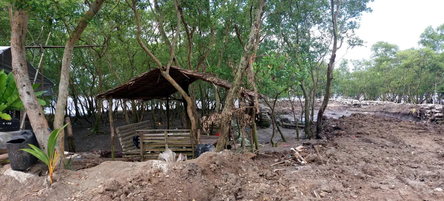 A lone temporary shelter made of natural materials inside a mangrove forest